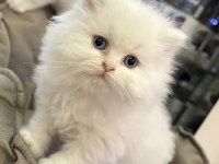 Beyaz British Longhair Yavrularımız