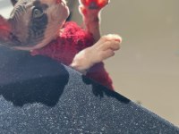 Elf Sfenks Yavru