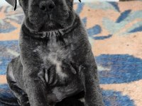 CANE CORSO FCI KIF A SCRLİ GRANT TÜRKİYE ŞAMPİYONU YAVRULARI