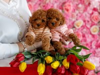 TOY POODLE YAVRULARI 