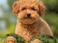 Korea kan toy poodle bebek köpekler