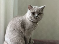 British shorthair kedisi
