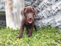 Labrador Yavrularımız
