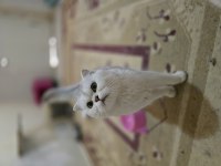 Silver scottish fold dişi