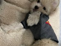 Oyuncu 8 aylık erkek maltipoo