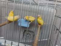 Cinnemon mavi yüz parrot lar