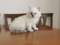 2 aylık british longhair yavrular