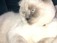 Güzeller güzeli şila british longhair
