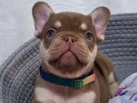 New Shade Rojo And Tan Fluffy Carrier Erkek French Bulldog