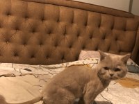 Kedi Sahiplendirme british shorthair