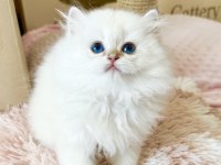 Safkan British Longhair Golden Point Erkek Yavru