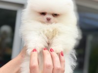 Mavi Gözlü Pomeranian Boo Teddy Face