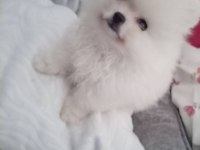Pomeranian teacup erkek