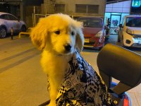 Son Erkek Yavru Golden Retriever