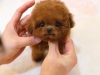 Wc eğitimli super zeki toy poodle bebeklerimiz