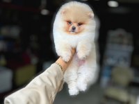 TEA CUP POMERANİAN BOO YAVRULARIMIZ