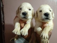 Golden retriever yavru