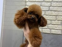 ORJİNAL KORE KAN MİNİ POODLE YAVRU ERKEK