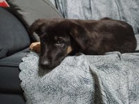 Köpeğimizin adı Linda
