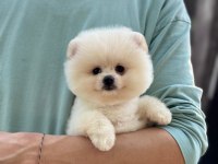 Yavru Pomeranian Boolar