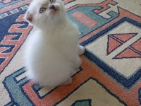 Scottish Fold Kedisi