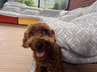 Sevimli toy poodle 6 aylık aşıları tam sahibinden