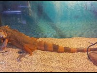 kızıl iguana