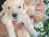 Golden Retriever Jeliboncuk Köpekler