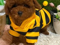Toy Poodle Yavrularımız