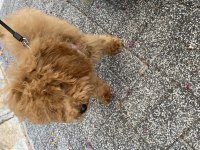 Toy Poodle 5 Aylık