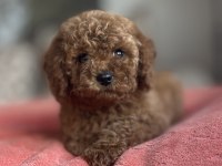 DİŞİ RED BROWN TOY POODLE YAVRU