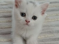 Minnoş Kedim