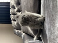 2 aylık yavru scottish fold sahiplendirme