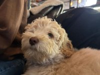 3 aylık oyuncu maltipoo