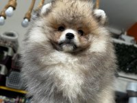 3.5 aylık dişi pomeranian köpeğimiz