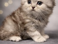 Muhteşem güzellikte safkan british longhair yavrumuz