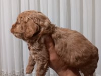 MALTİPOO BEBEKLER
