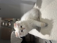 British longhair 2,5 aylık