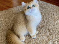 Safkan British Shorthair Golden erkek yavru