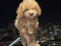 Kore Minik Toy Poodle Kg Garantili