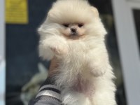 Petmode köpek çiftliğinden tea cup pomeranian