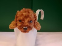 Mükemmel teacup poodle yavrularımız