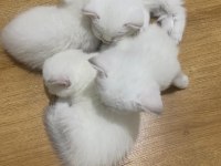 Kar beyaz maviş british shorthair yavrular