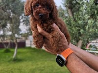 Poodle bizim işimiz