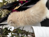 British longhair erkek 2 aylık kedimiz