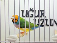 Gouldian finch (Gökkuşağı ispinozu) mevcuttur)