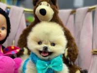 A KALİTE FCİ BELGELİ A KALİTE TEACUP POMERANİAN YAVRULAR