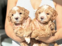 Korean Maltipoo Köpeğimiz
