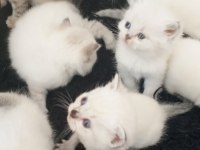 Safkan ırk garantili british longhair yavrular