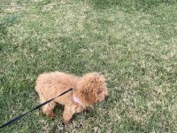Toy Poodle 5 Aylık